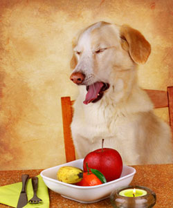 Ernährungsberatung für Hunde